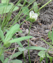 Trifolium longipes