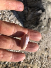 Oliva mustelina
