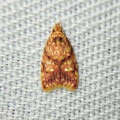 Lophopepla igniferella
