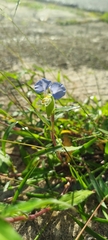 Commelina erecta