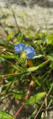 Commelina erecta