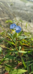 Commelina erecta