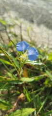Commelina erecta