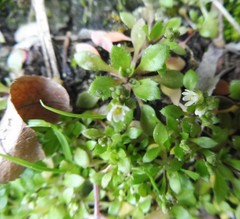 Draba verna