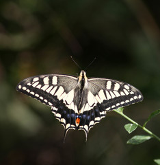 Papilio machaon hippocrates
