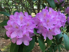 Rhododendron catawbiense