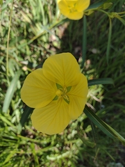 Ludwigia longifolia