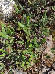 Doryopteris triphylla