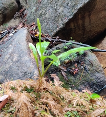 Goodyera procera
