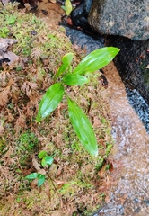 Goodyera procera