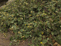 Capparicordis crotonoides