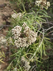 Grazielia serrata