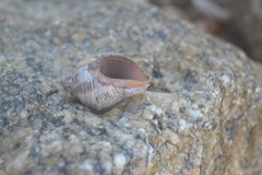 Stramonita brasiliensis