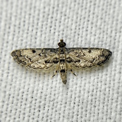 Sufetula hemiophthalma