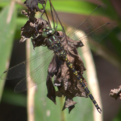 Gomphaeschna furcillata