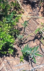 Pachypodium