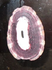 Fissurella limbata