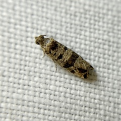 Lobesia peltophora