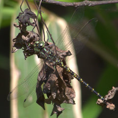 Gomphaeschna furcillata