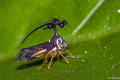Bocydium globulare
