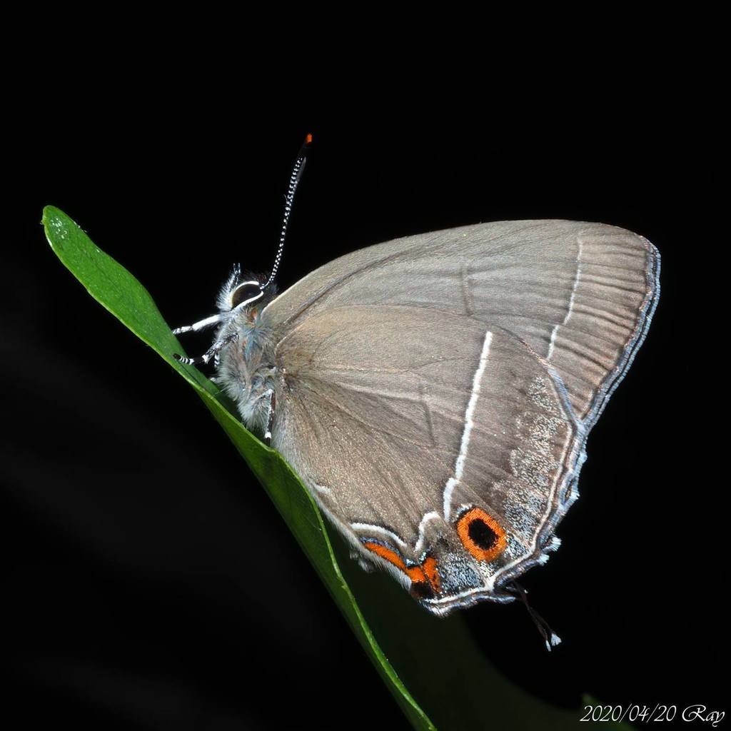 Chrysozephyrus disparatus