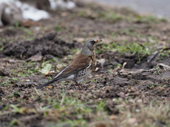 Turdus pilaris