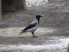 Corvus cornix