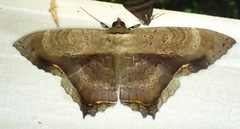 Feigeria maculicollis