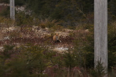 Vulpes vulpes deletrix