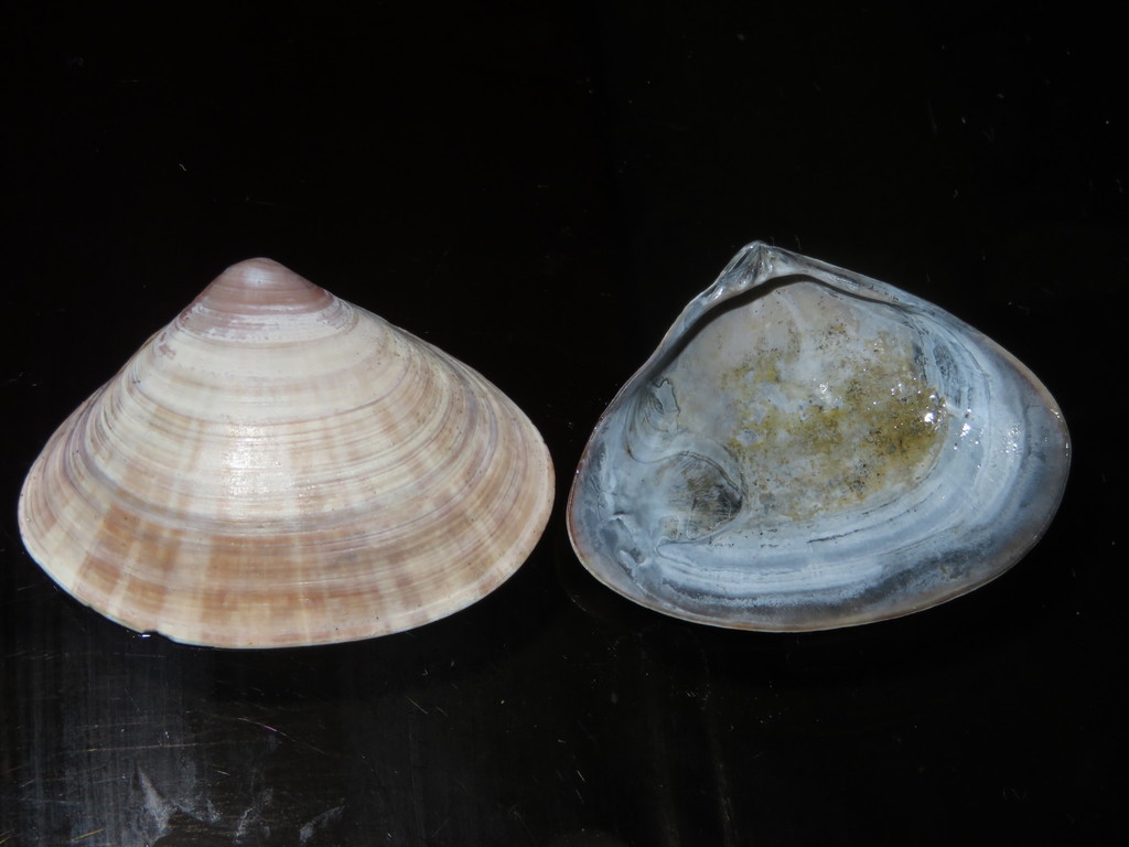 Tivela lessonii
