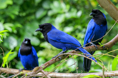 Cyanocorax caeruleus