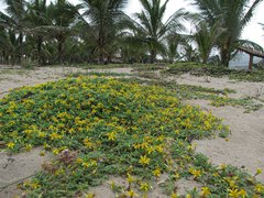 Pectis multiflosculosa