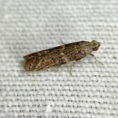 Cryptoblabes plagioleuca