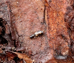 Calodromius spilotus