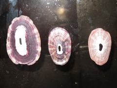 Fissurella limbata