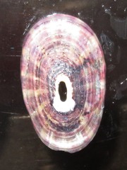 Fissurella limbata