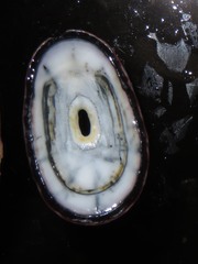 Fissurella limbata