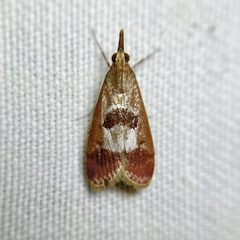 Syntonarcha vulnerata