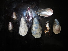 Semimytilus patagonicus