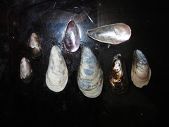 Semimytilus patagonicus