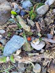 Coccinella septempunctata