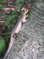 Trachylepis wrightii