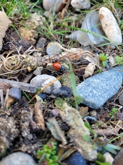 Coccinella septempunctata