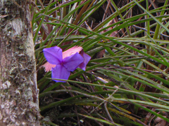 Wallisia cyanea