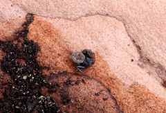 Coriarachne depressa
