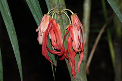 Polyalthia cauliflora