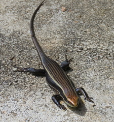 Eutropis greeri