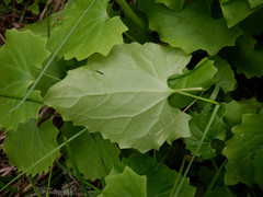 Doronicum carpaticum