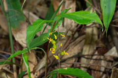Globba pendula