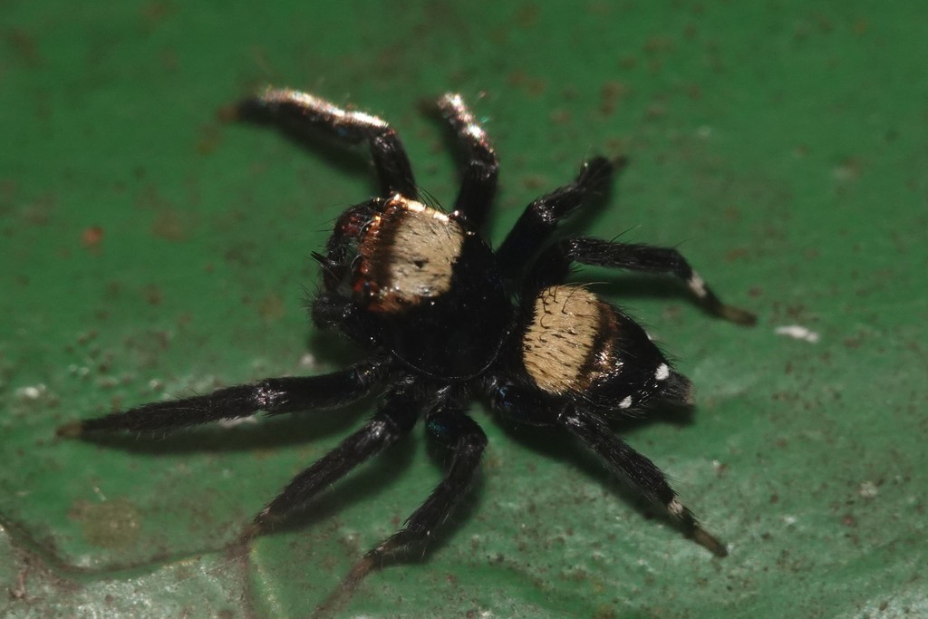 Sword-Bearing Thorelliola